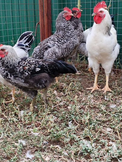 Молодые петушки