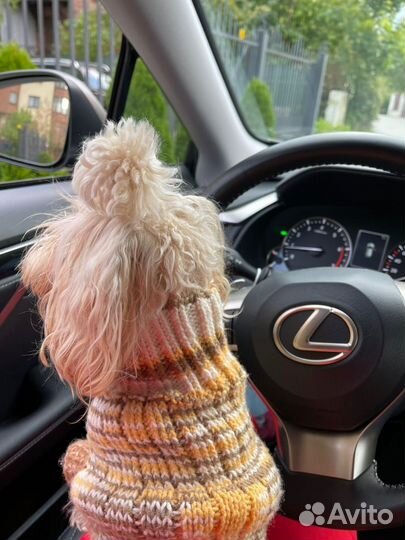 Вязаная одежда для собачек