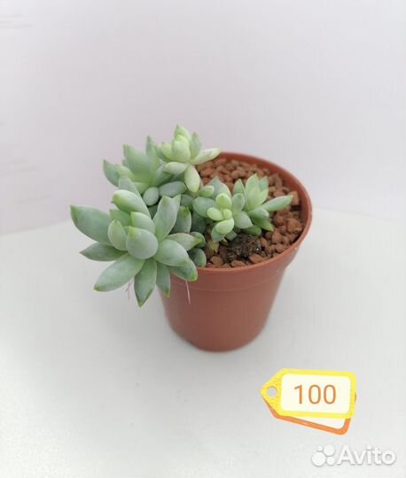 Суккуленты для флорариумов