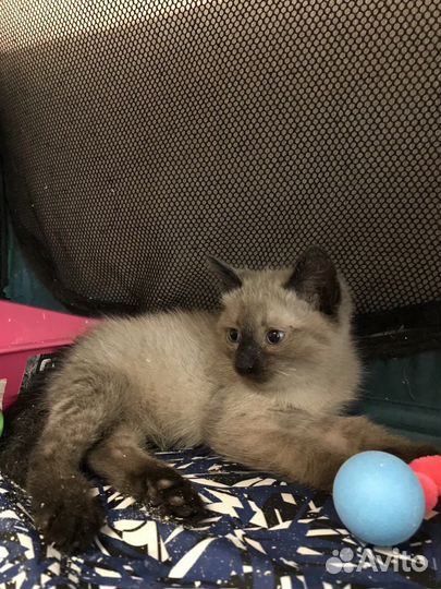 Котик в добрые руки