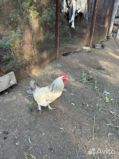 Молодые петухи