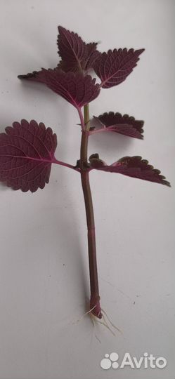 Черенки колеуса, колеус