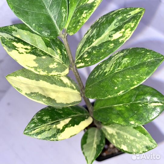 Замиокулькас вариегатный