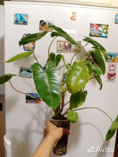 Филодендрон бурле макс