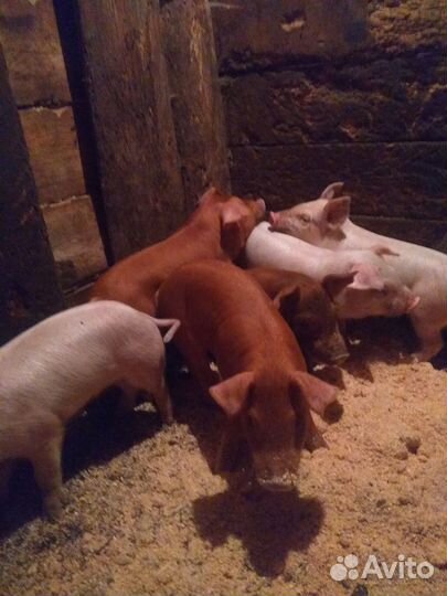 С/х животные