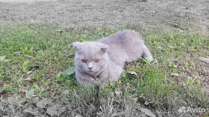 Ищу на вязку,британец вислоухий