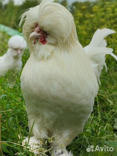 Падуан, Султанка, Павловская куры