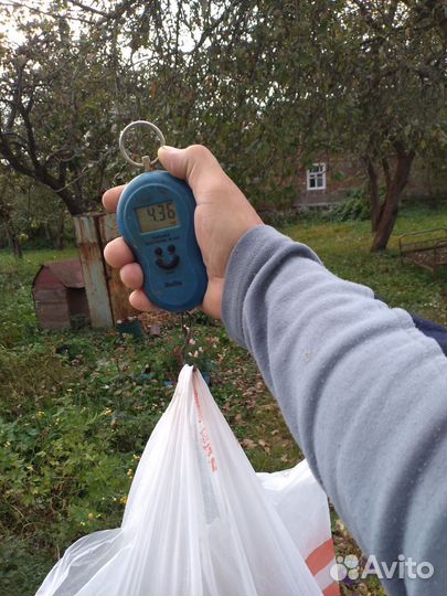 Корень хрена