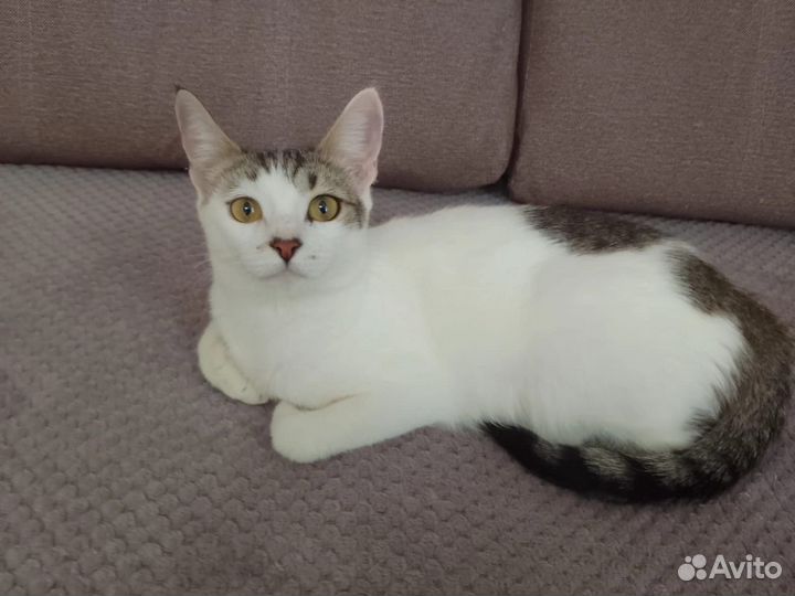 Кошка в добрые руки