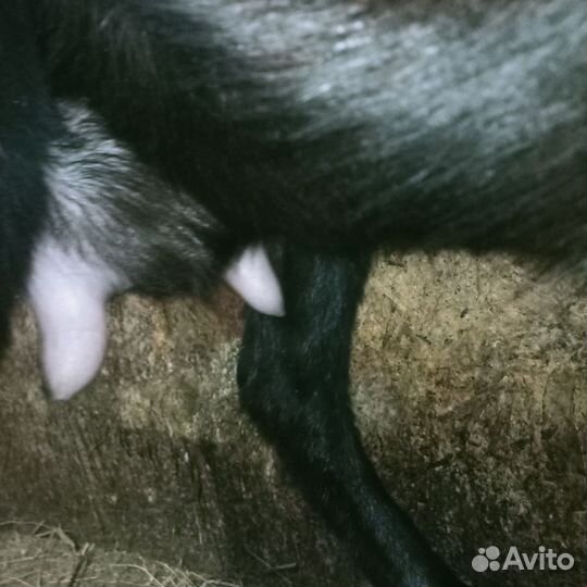 Коза дойная