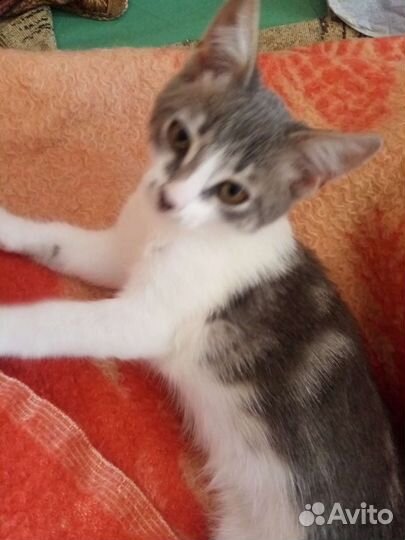 Котенок в добрые руки