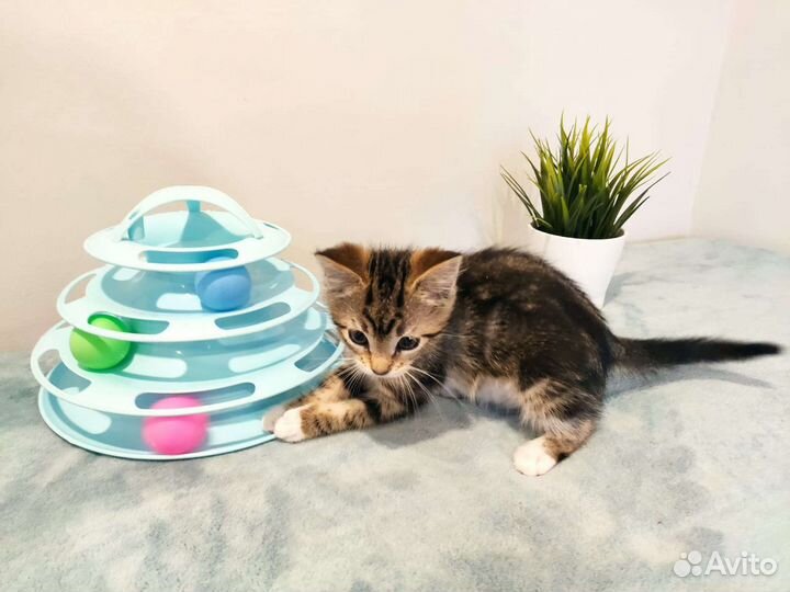 Котёнок девочка 3 месяца