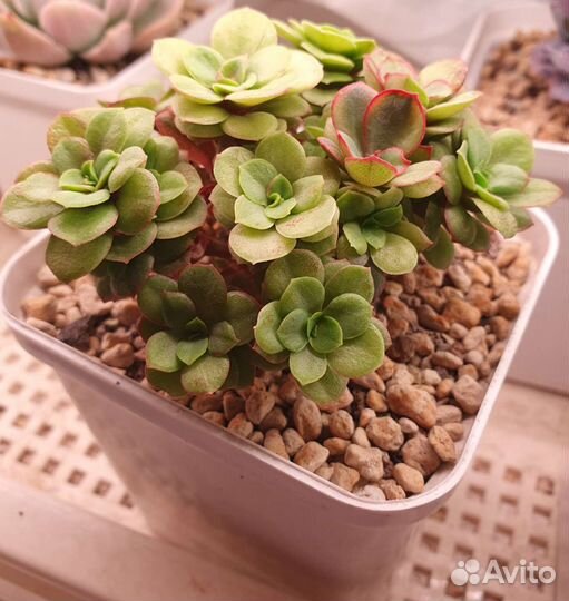 Echeveria suyon variegated