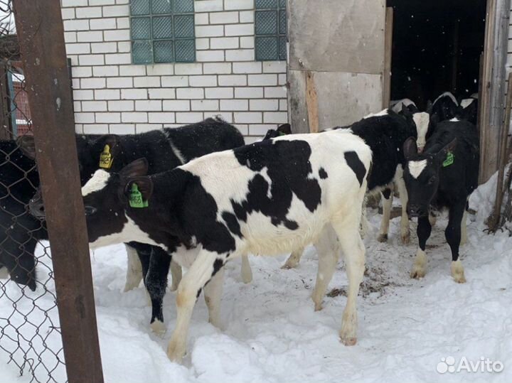 Бычки телята