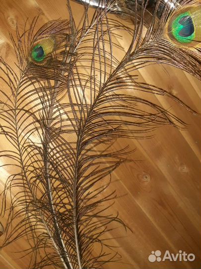 Перо павлина