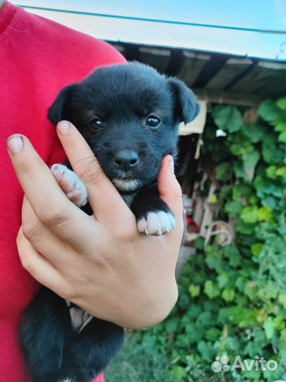 Щенок в добрые руки