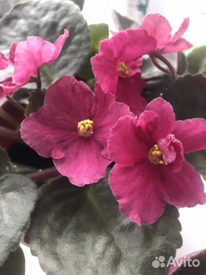 Листики сортовых фиалок