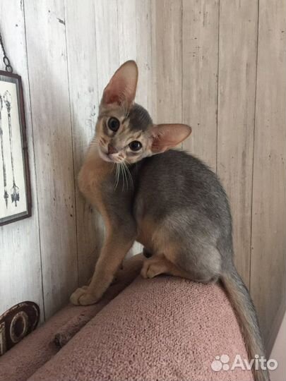 Голубой абиссинский котик