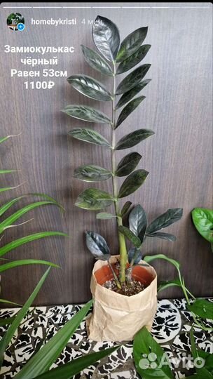 Замиокулькас черный Равен