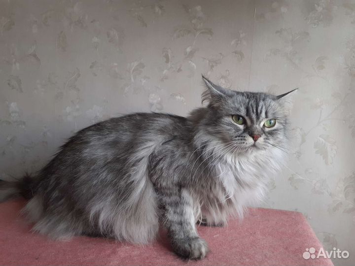 Катерина царских кровей)