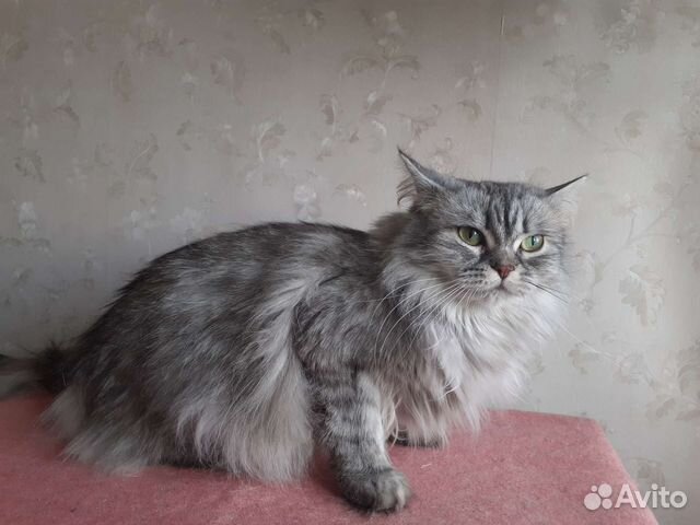 Катерина царских кровей)