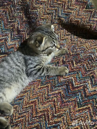 Котята вместе с мамой в добрые руки бесплатно