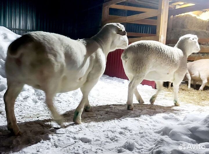 Ягнята Белого Дорпера