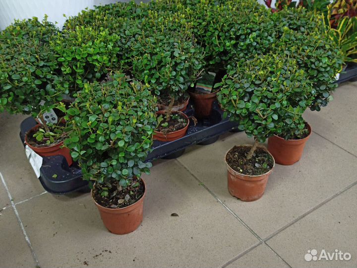 Мирсина мирт африканский