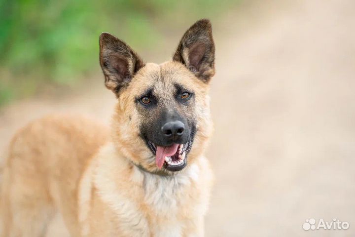 Собака в добрые руки