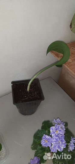 Эухарис амазонская лилия