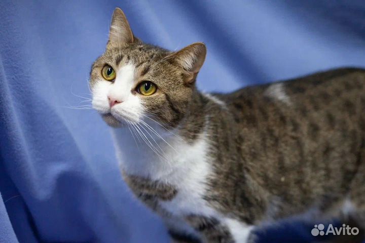 Спокойный и нежный Мирон в поисках дома