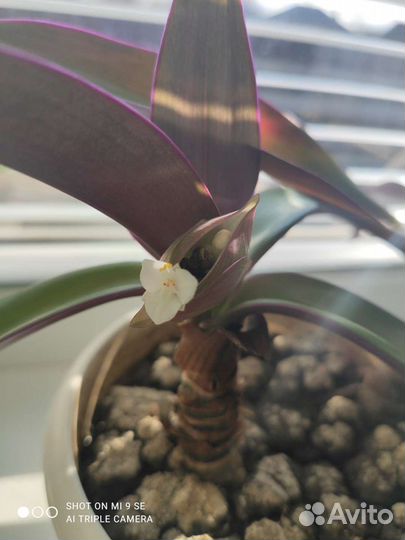 Традесканция Рео