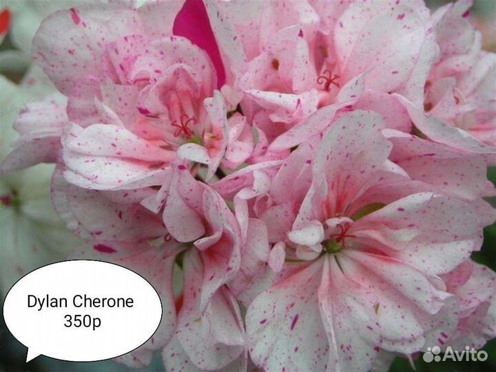 Сортовые пеларгонии