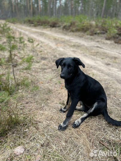 Щенок в добрые руки