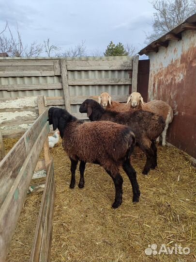 Гиссарские баранчики