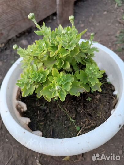 Черенки хризантемы мультифлора