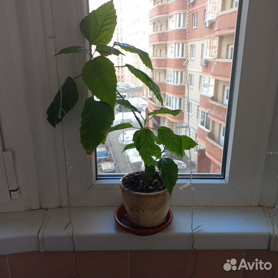 Гибискус красный махровый