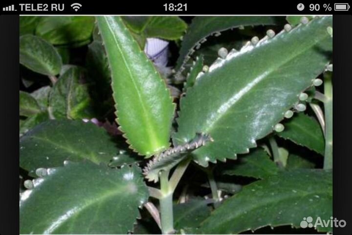 Каланхоэ(лечеб.)