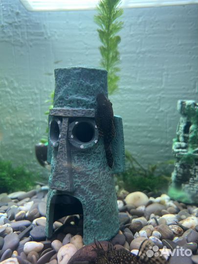 Гуппи эндлера