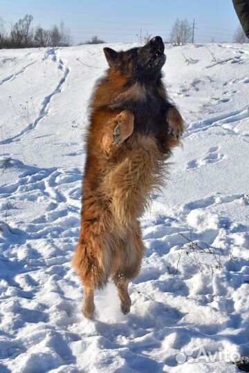 Немецкая овчарка вязка