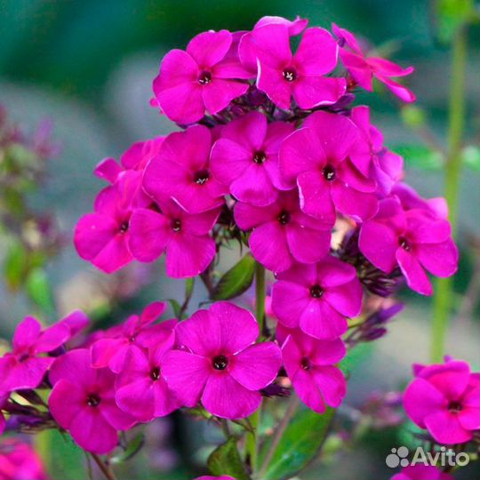 Флокс метельчатый