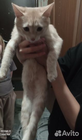 Котенок в добрые руки