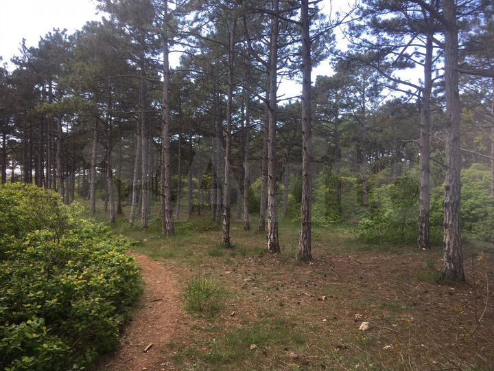 Участок 4 сот. (ИЖС)