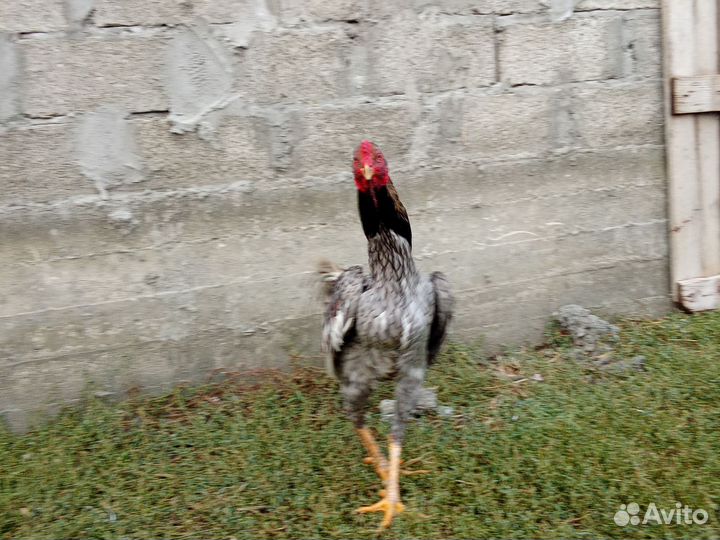 Бойцовые петух