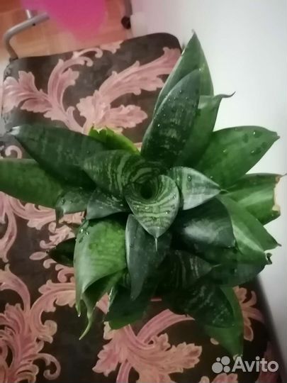 Сансевиерия