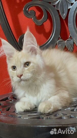 Мейн кун мальчик