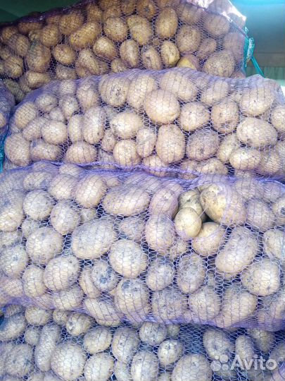 Картофель домашний отборный с доставкой на зиму