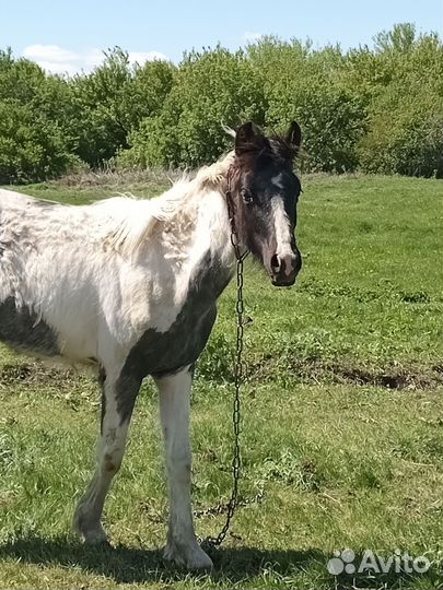 Продам кобылку