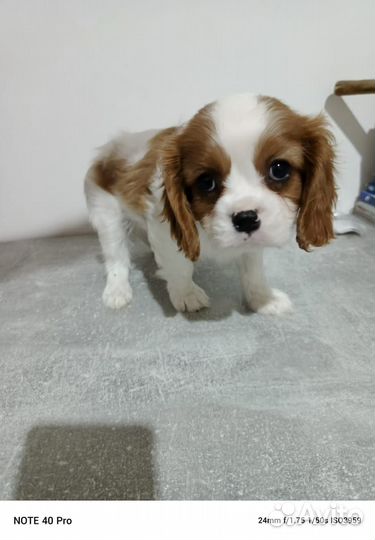 Продажа щенков