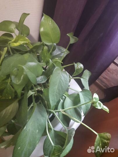 Пальма и др